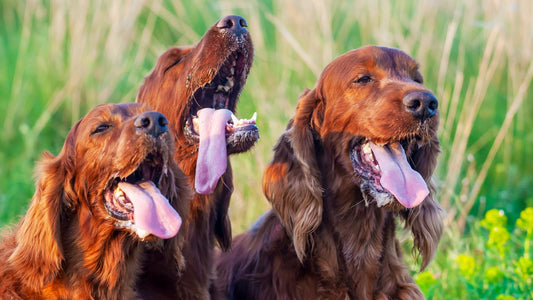 Colpo di Calore nel Cane: Sintomi, Cause, Prevenzione e Come Intervenire in Emergenza
