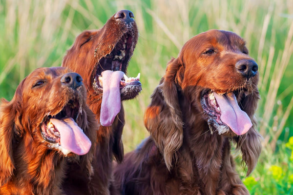 Colpo di Calore nel Cane: Sintomi, Cause, Prevenzione e Come Intervenire in Emergenza