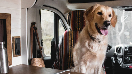Pronto soccorso in vacanza: cosa fare se il cane sta male.