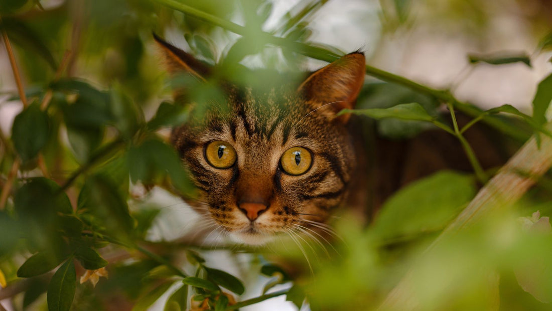 Il gatto è scappato da casa o in vacanza: cosa fare subito