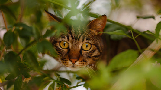 Il gatto è scappato da casa o in vacanza: cosa fare subito