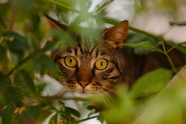 Il gatto è scappato da casa o in vacanza: cosa fare subito