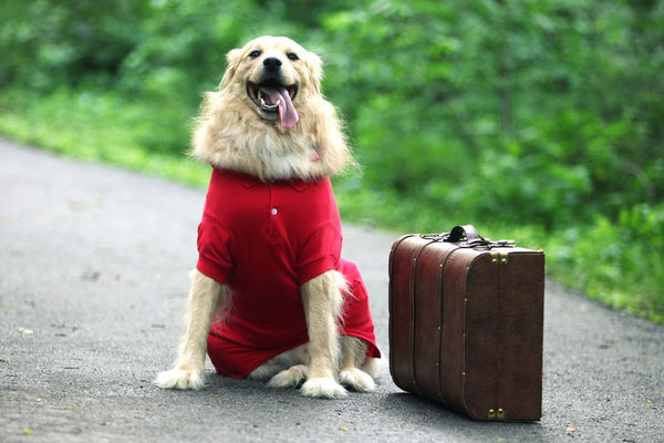 Viaggiare con il cane: auto, treno, aereo – Regole e consigli per vacanze senza pensieri